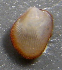 Bivalve da Marbella- Malaga